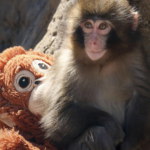 5 Punch the Macaque Secrets Reveal Massive Shocking Truths