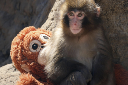 5 Punch the Macaque Secrets Reveal Massive Shocking Truths