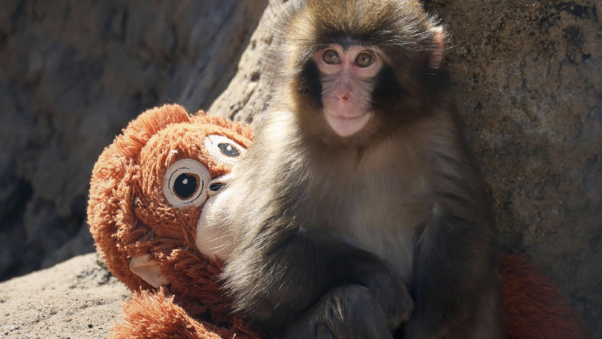 5 Punch the Macaque Secrets Reveal Massive Shocking Truths