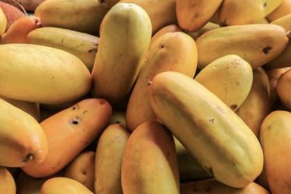 Timun Suri: How to pick the perfect fruit for Ramadan drinks