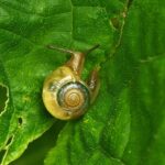 Bermuda’s Rare Snail Miracle