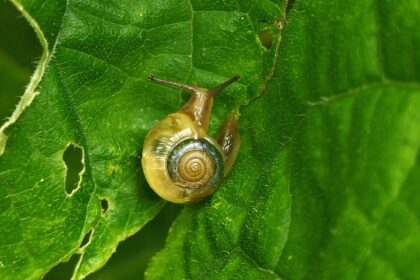 Bermuda’s Rare Snail Miracle