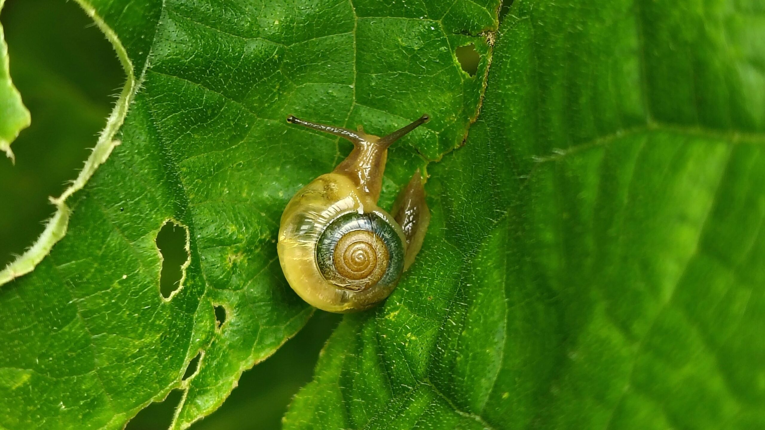 Bermuda’s Rare Snail Miracle