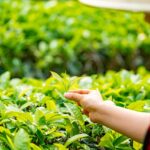Inside the world of $1.2 million per kilo teas