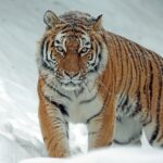 Siberian tigers in China put on diet after tourist overfeed