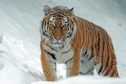 Siberian tigers in China put on diet after tourist overfeed