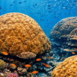 A vibrant underwater shot of massive ancestor corals in the Banda Sea.