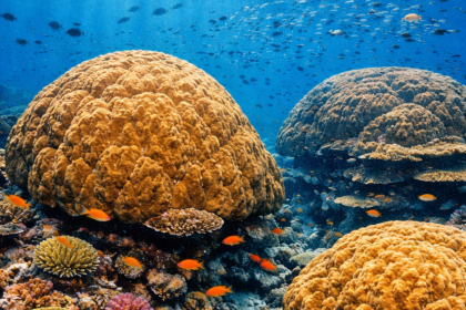 A vibrant underwater shot of massive ancestor corals in the Banda Sea.