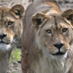 Barbary Lions: 3 Shocking Secrets How The Massive Die Now