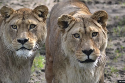 Barbary Lions: 3 Shocking Secrets How The Massive Die Now