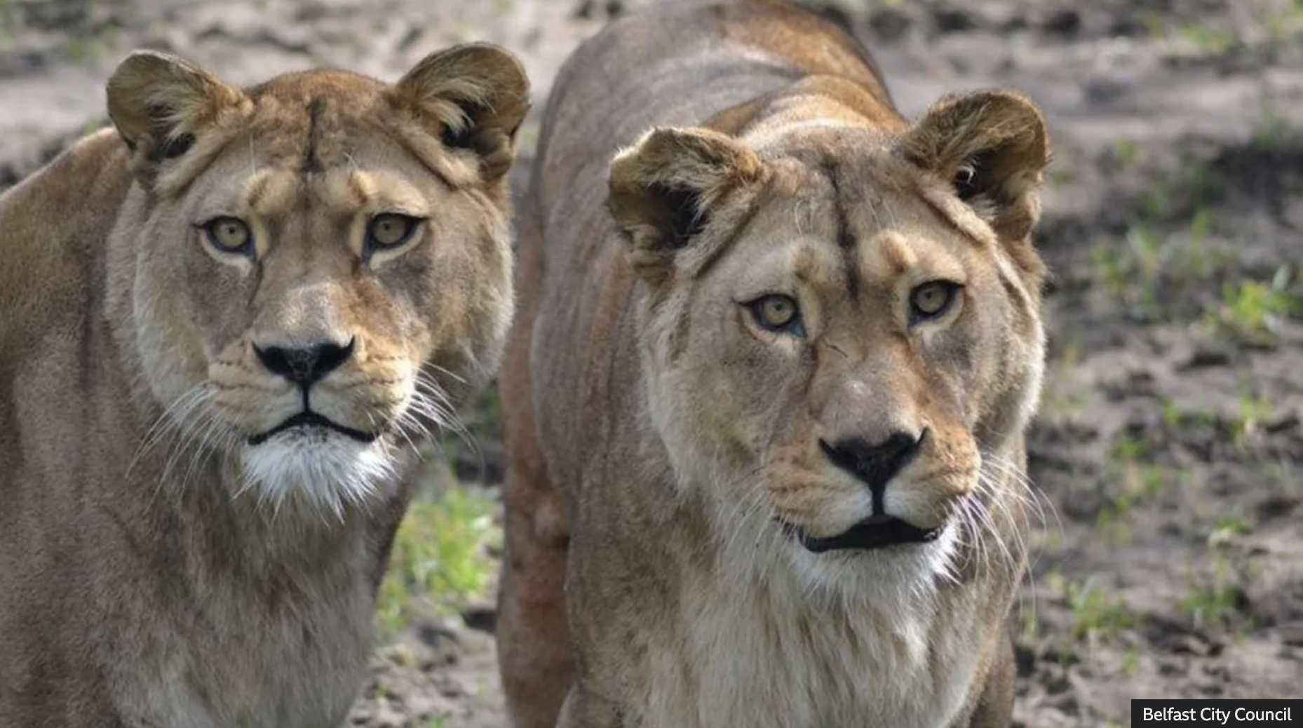 Barbary Lions: 3 Shocking Secrets How The Massive Die Now