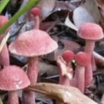 Is the Rare Kulat Pelawan Mushroom Indonesia’s Best Truffle?