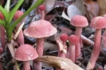 Is the Rare Kulat Pelawan Mushroom Indonesia’s Best Truffle?