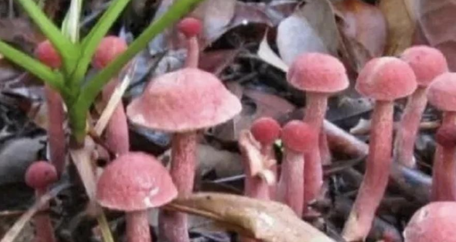 Is the Rare Kulat Pelawan Mushroom Indonesia’s Best Truffle?