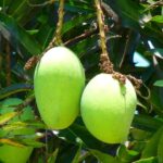 Kohitur Mango Secrets: How The Massive Rare Fruit Cost $25