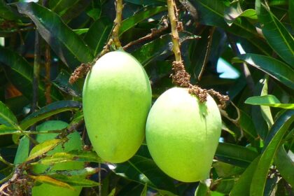 Kohitur Mango Secrets: How The Massive Rare Fruit Cost $25