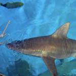 Mandalay Bay Resort sharks enjoy luxury meals as prices soar