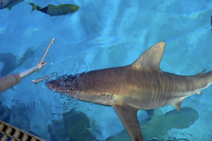 Mandalay Bay Resort sharks enjoy luxury meals as prices soar