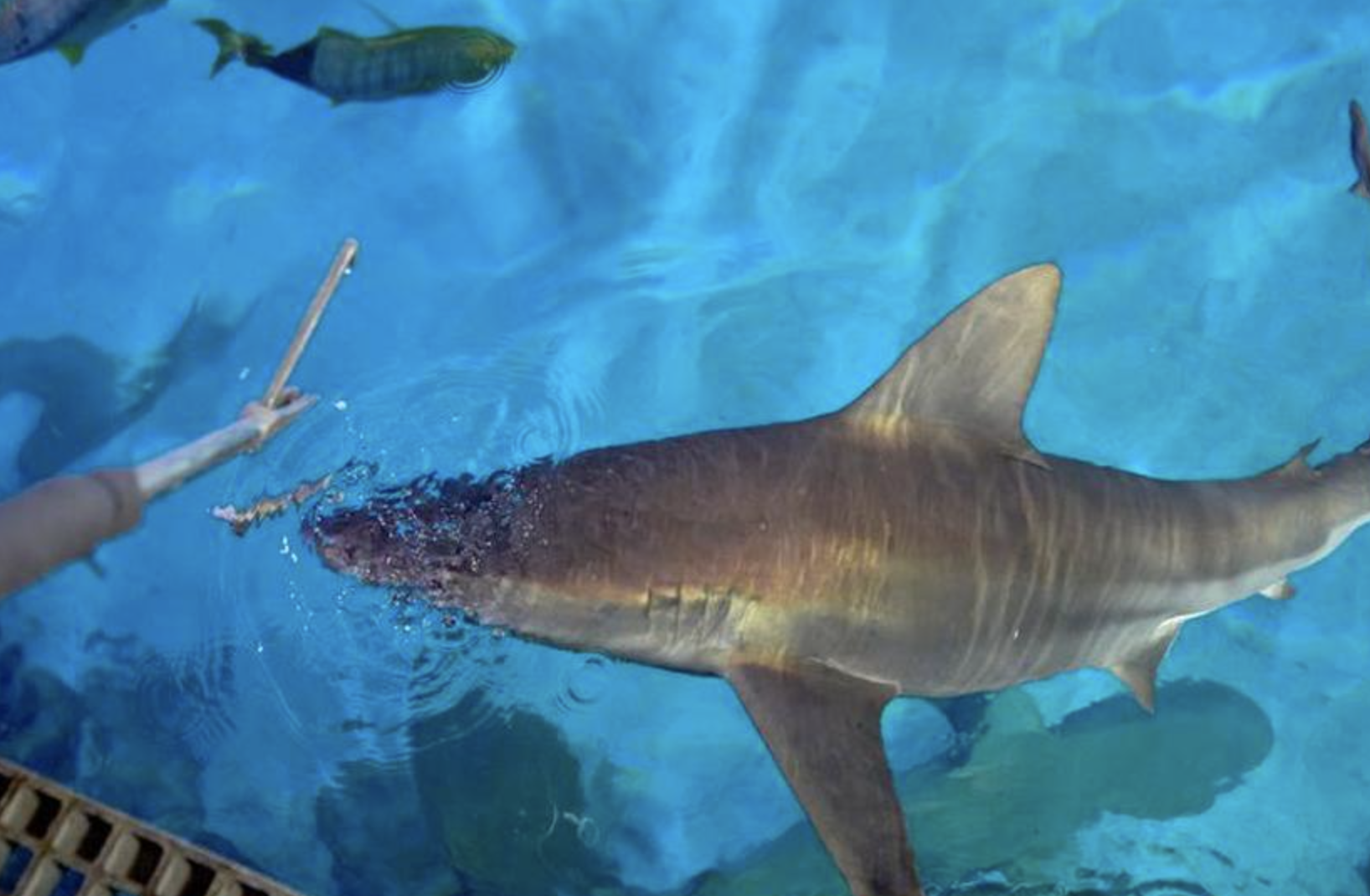 Mandalay Bay Resort sharks enjoy luxury meals as prices soar