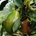 Is Eating Avocado Daily Healthy? The Definitive Expert Guide