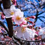 Tokyo cherry blossoms: Aging icons fall during hanami season