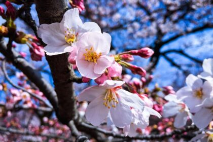 Tokyo cherry blossoms: Aging icons fall during hanami season