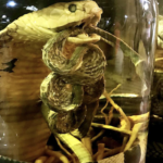 Vietnam’s Potent Snake Wine
