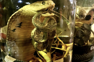 Vietnam’s Potent Snake Wine