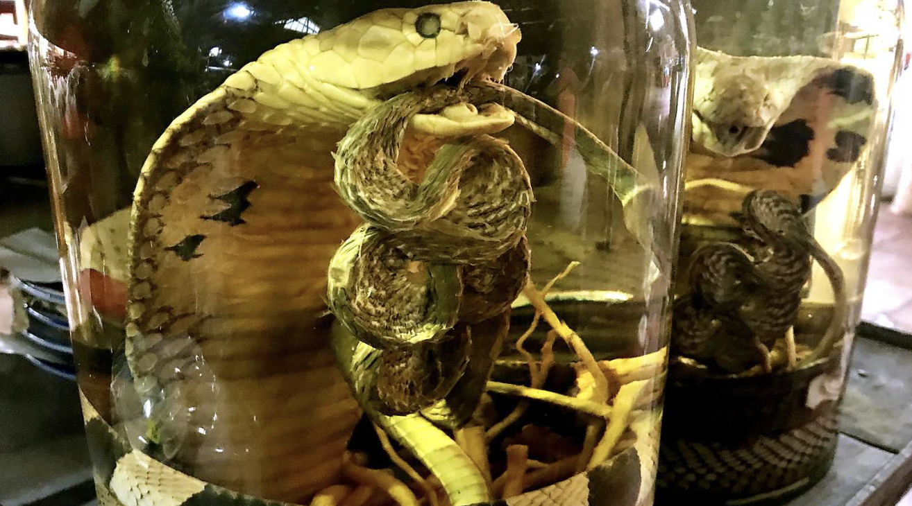 Vietnam’s Potent Snake Wine